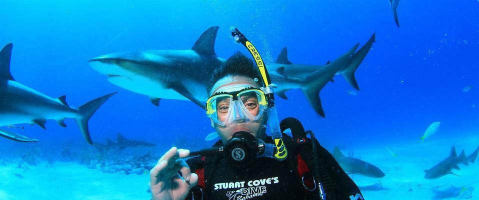 2 Days of Shark Adventure Dives