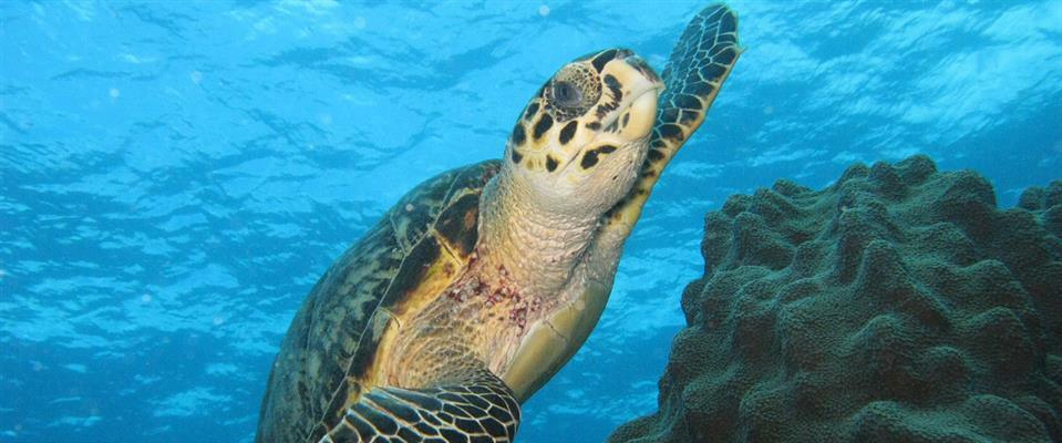 Scuba Dive with Sea Turtles