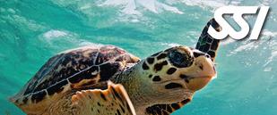 Sea Turtle Ecology