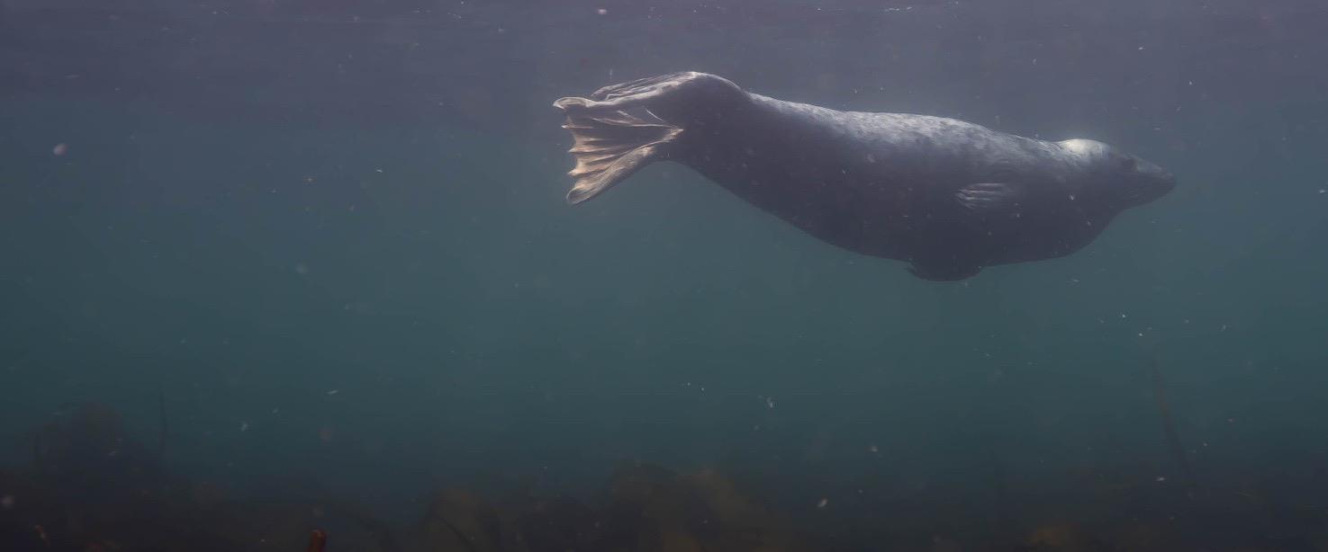 seal at surface