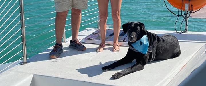 Argo Navis Dog Friendly Sails