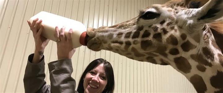 Giraffe Bottle Feeding