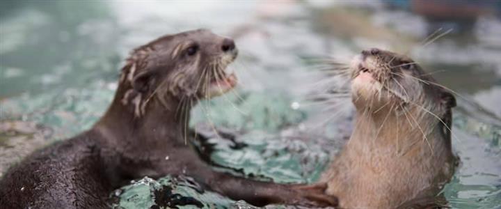 Swimming w/ Otters and Playtime
