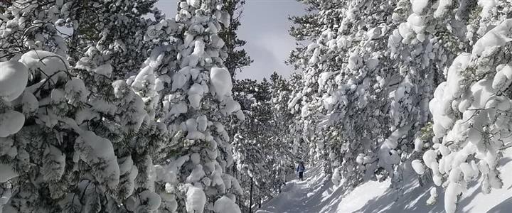 2024 Winter/Spring Women's Guided Snowshoeing Tours in Rocky Mountain National Park (November-April)