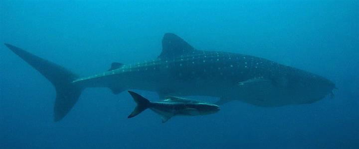 Whale Shark Safaris