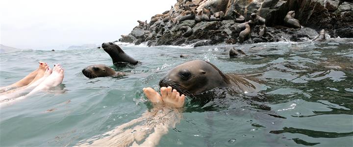 This curious sealions are smelling our feet. Live the experience, swim with sealions
