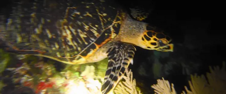Night Dive Manchones Reef 1 tank