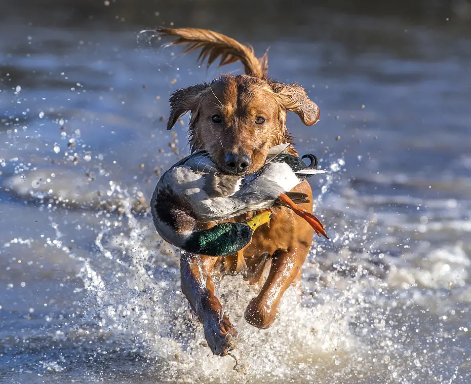 Mallard Duck Hunt (Dog Training Course) - 6 Mallards