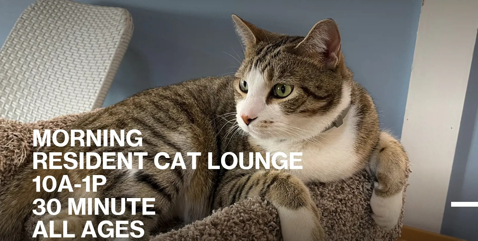 MORNING HOURS 30-minute Cat Lounge Admission (10a-1p) All Ages