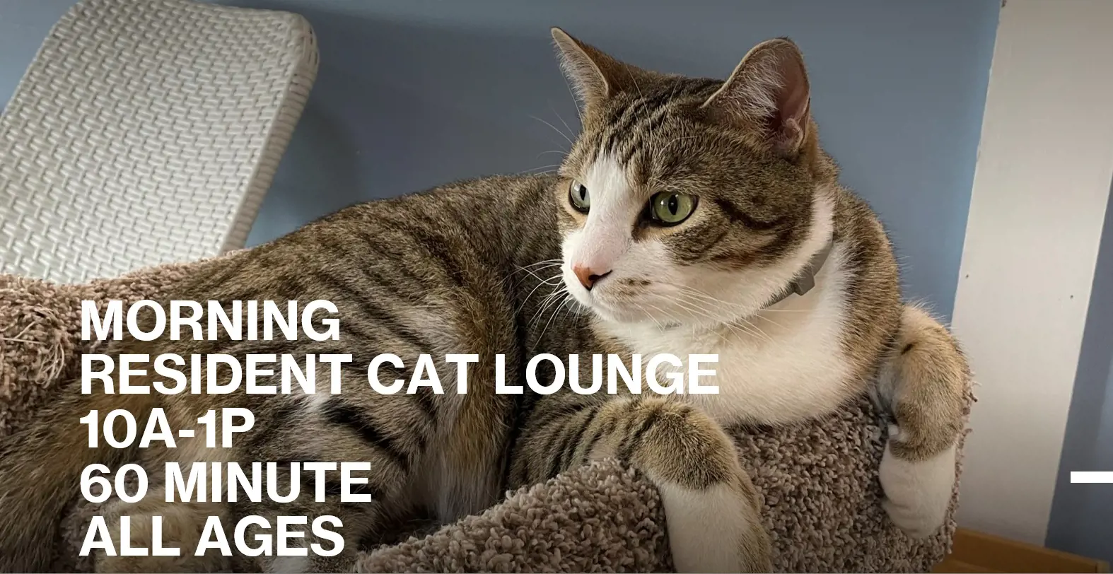 MORNING HOURS 60-minute Cat Lounge Admission (10a-1p) All Ages