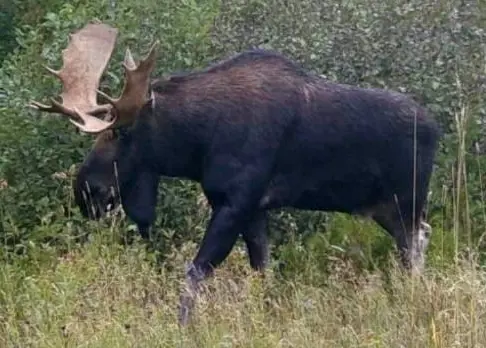 Lodge Tag - Bull Moose Guaranteed Tag