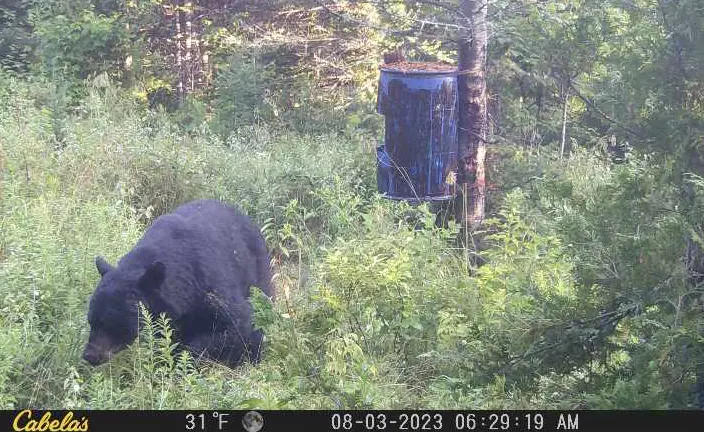 Bear over Bait Hunt by D.N.A.
