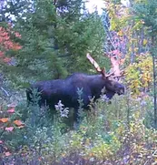 Maine Bull Moose Hunt - Drawn Permit