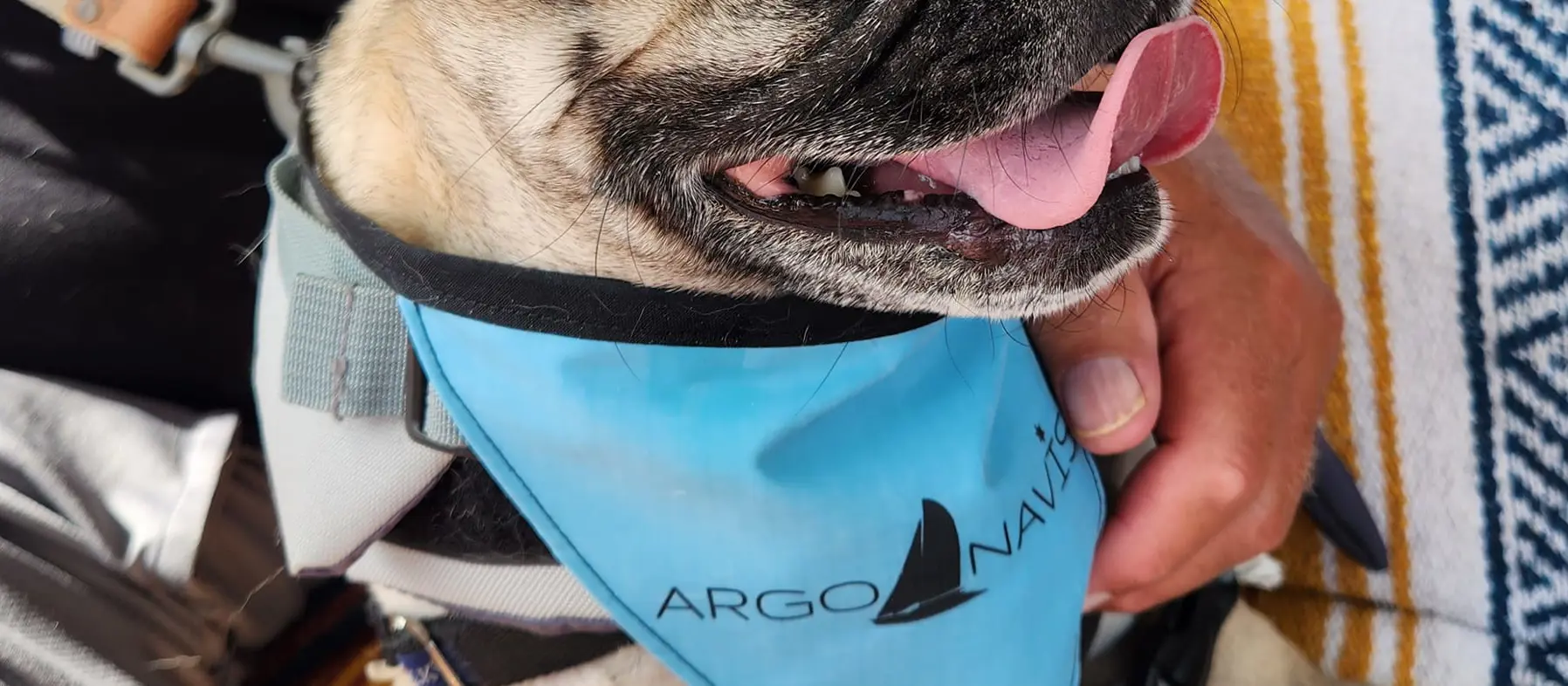 Argo Navis Doggie 'Kerchief