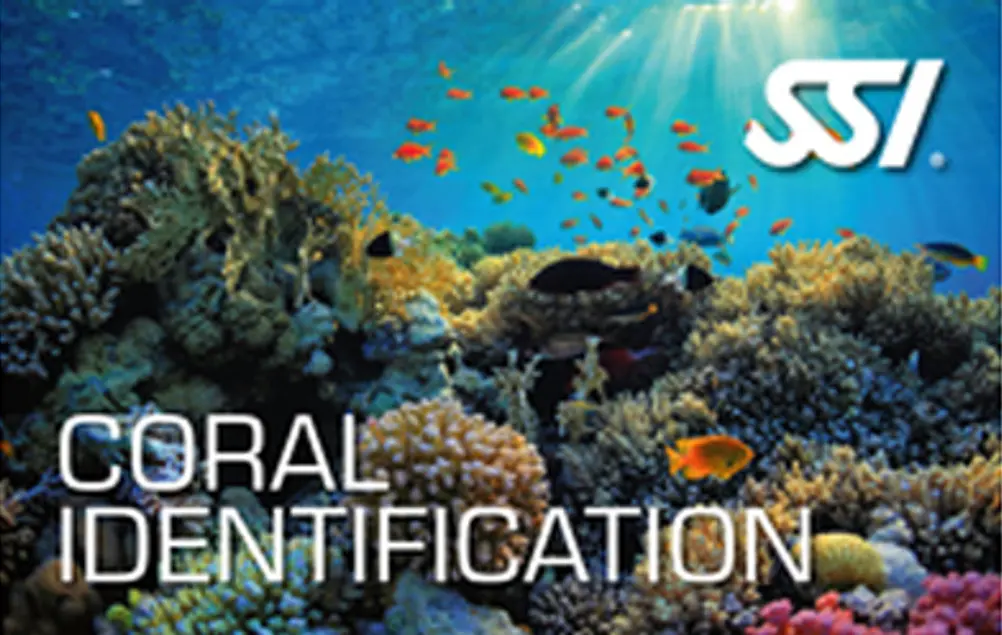 SSI Coral Identification (Utila)
