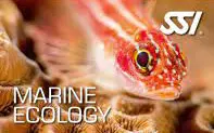 SSI Marine Ecology