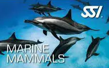SSI Marine Mammals Ecology