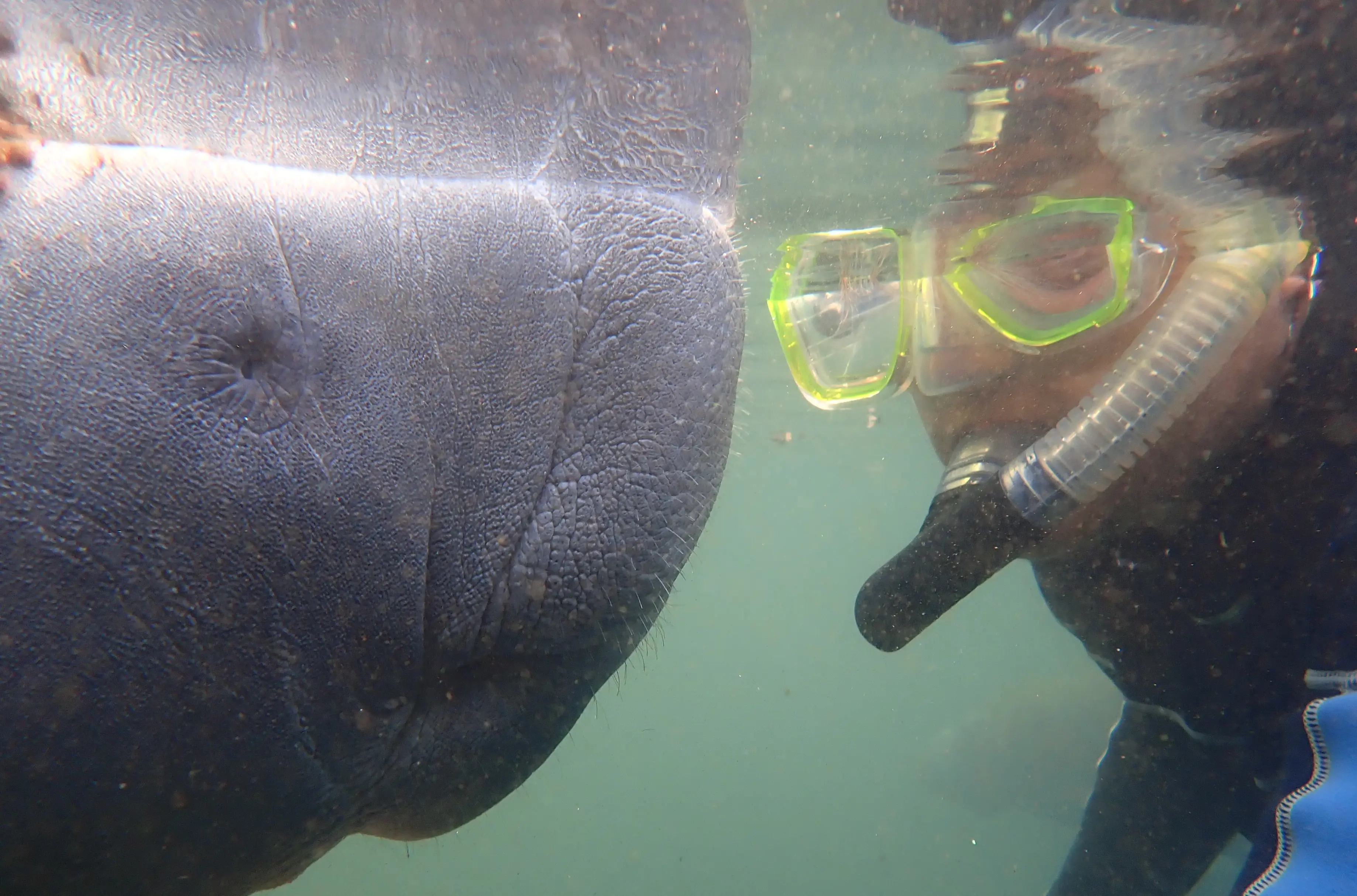 Marvelous Manatee Tour - 3 hours