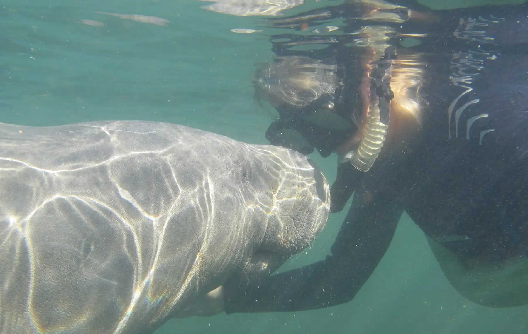 Manatee Madness Tour- PRIVATE 6 hour tour