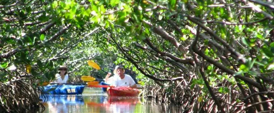Kayaking the Mangrove Jungle guided tour