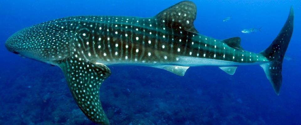 Light and Sights (Whale Shark snorkeling)
